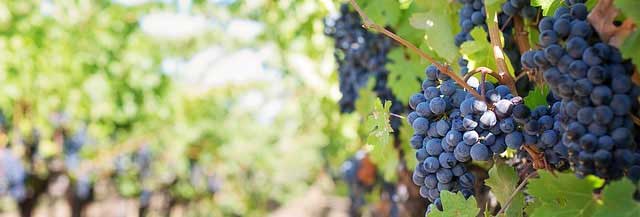 免费电话短信轰炸机